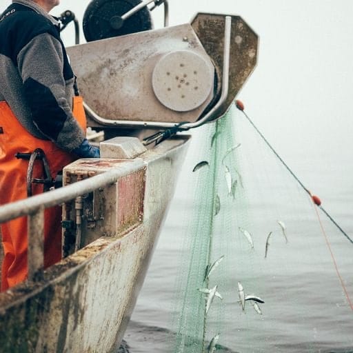 Fiske och beredning löjrom 7 Vänern