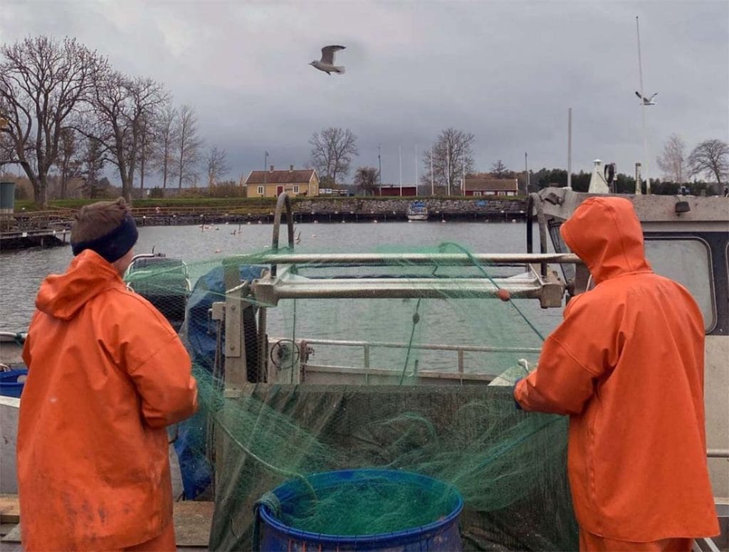 Siklöja skakas ur fisknäten med skakmaskin som del i att ta fram löjrom